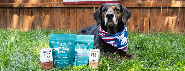 The Ultimate CBD Guide for Dogs with Separation Anxiety