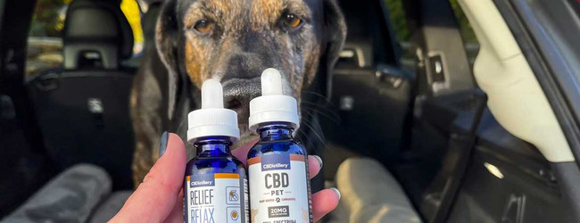 5 Ways Your Dog Can Benefit from Pet CBD