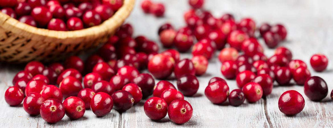 CBD Cranberry Cream Cheese Bites Recipe