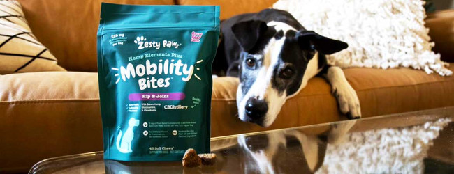 CBD for Pets: Take Your Pet’s Care to the Next Level