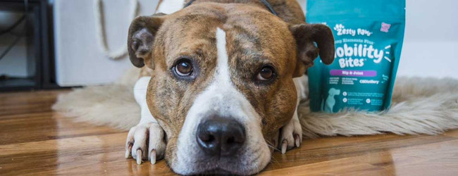 CBD For Pets: Endocannabinoid System Support for Your Four-Legged Companion