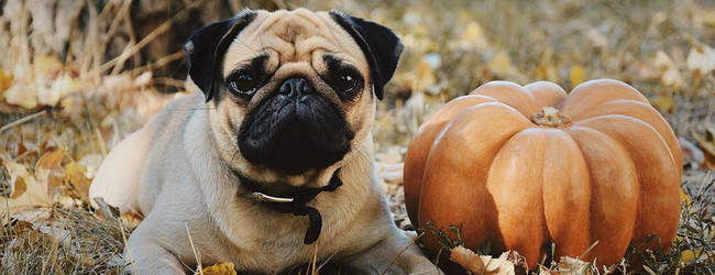 Spreading Awareness: October is National Pet CBD Month