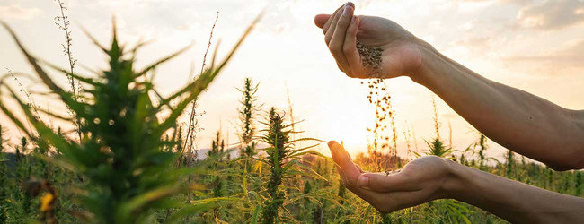 U.S Grown Industrial Hemp: Why CBDistillery Uses Industrial Hemp for CBD Products