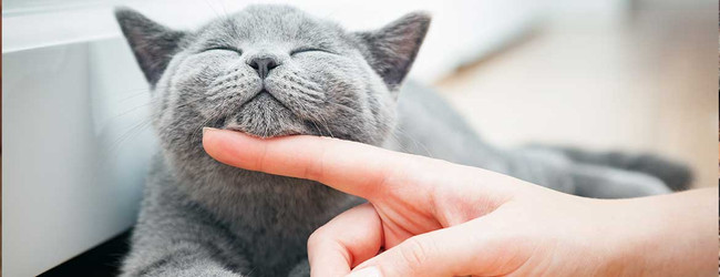 Is Hemp CBD Oil Safe for Cats?