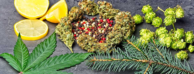 CBD Terpenes: The Health and Wellness Potential of Hemp’s Aromatic Compounds