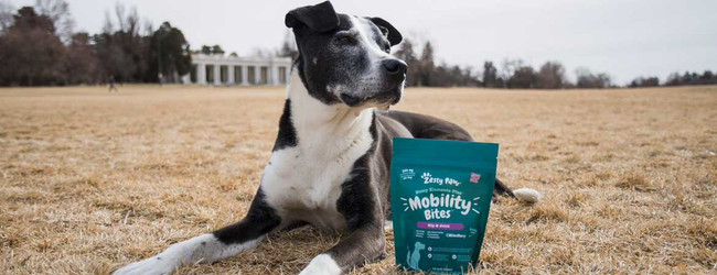 The Best CBD for Dogs: Guide to CBD Dog Treats