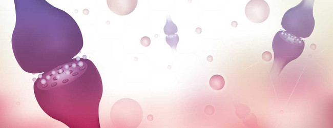 What are CBD Receptors? How Cannabinoid Receptors Work with the Endocannabinoid System