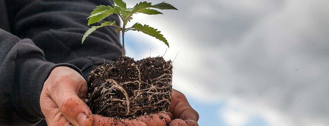 Facing Facts: CBD Oil Is Not a Certified Organic Product