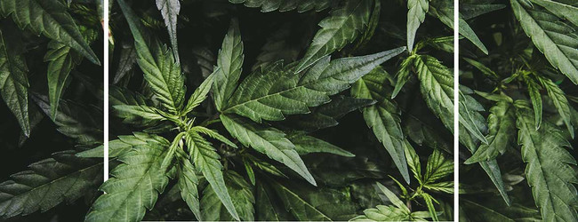 What is Hemp CBD Flower and Six Reasons to Avoid It