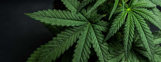 How Long Does Delta-9 Stay In Your System? - CBDistillery