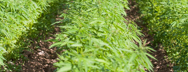 Does CBD Work Without THC? - CBDistillery