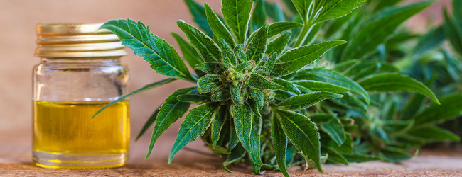 Delta-8 THC vs Delta-9 THC: Understanding the Differences 