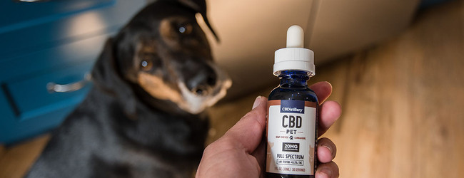 Do CBD Treats Work for Dogs?