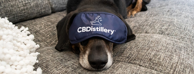 CBD for Dogs: A Complete Guide to Canine Serving Sizes
