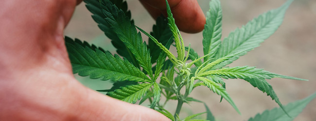 Delta-10 THC: What It Is & How It Compares to Delta-8 & 9