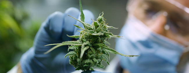 Delta-9 vs Delta-8: Which Is Stronger?