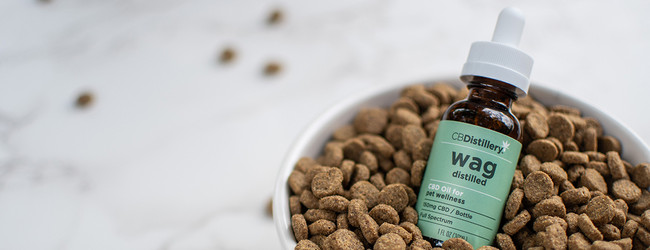 CBD for Your Dog's Mobility: Navigating Relief