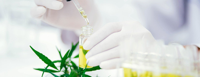 Exploring the Potential Benefits of THCA: What Is It and How Does It Work?