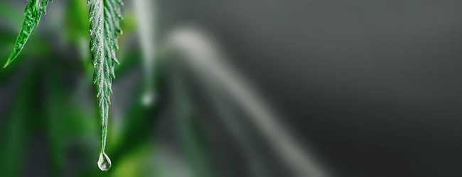 CBD vs Delta-8 THC: Understanding the Key Differences