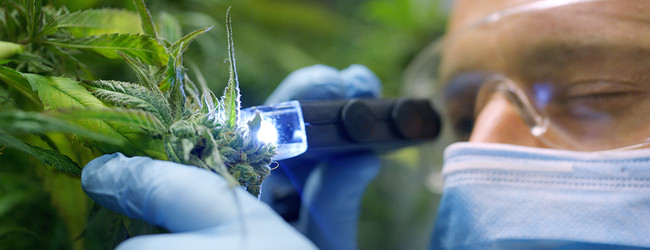 Cost vs Benefit: Why Investing in High-Quality CBD Is Worth It