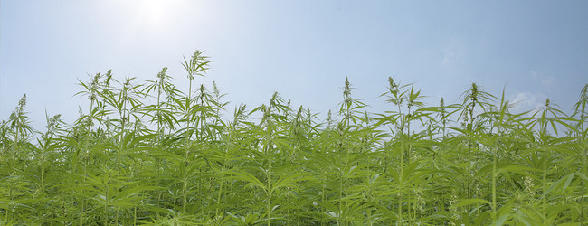 Protect Access to Hemp CBD Products in California