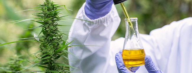 The Power of Plant-Based Wellness: Exploring CBD's Role