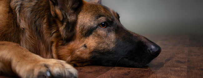 Transforming Pet Care with CBD: Perspectives on Pet Wellness