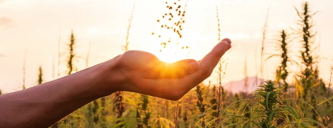 How to Read a CBD Product Certificate of Analysis (COA): A Retailer's Guide