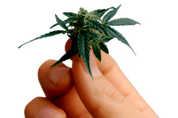 What Can CBD Do for You?