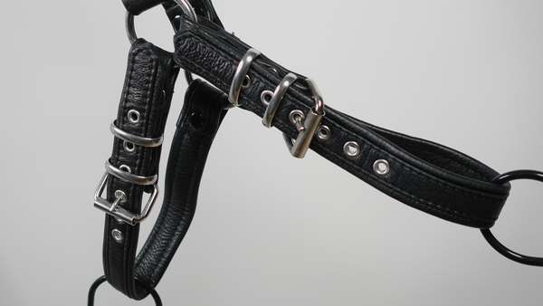 English Bulldog Harness