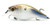 6th Sense Cloud 9 Minimag Crankbait