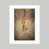 Matte Print 12D - Australia Dingo on the Lookout