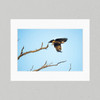 Matte Print 33C - Birds Wedge-tailed Eagle