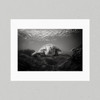 Matte Print  47B - Black and White Green Sea Turtle