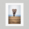 Matte Print 101 - Elephant on the Savannah