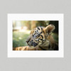 Matte Print ELE008 - Elephantasia Sumatran Tiger Cub