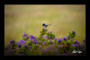 Special Edition Blue Wren with Lavender Fine Art Print