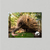 Postcard Australia Zoo Echidna