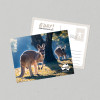 Postcard Australia Zoo Kangaroos