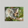 Postcard Australia Zoo Koala
