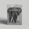 Greeting Card Australia Zoo African Elephant