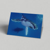 Greeting Card Australia Zoo Whale Bubbles
