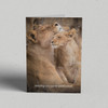 Greeting Card Australia Zoo Lion Love