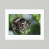 Matte Print 72B - North America Jumping Spider