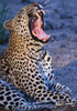 Robert Irwin Greeting Card Leopard Yawning