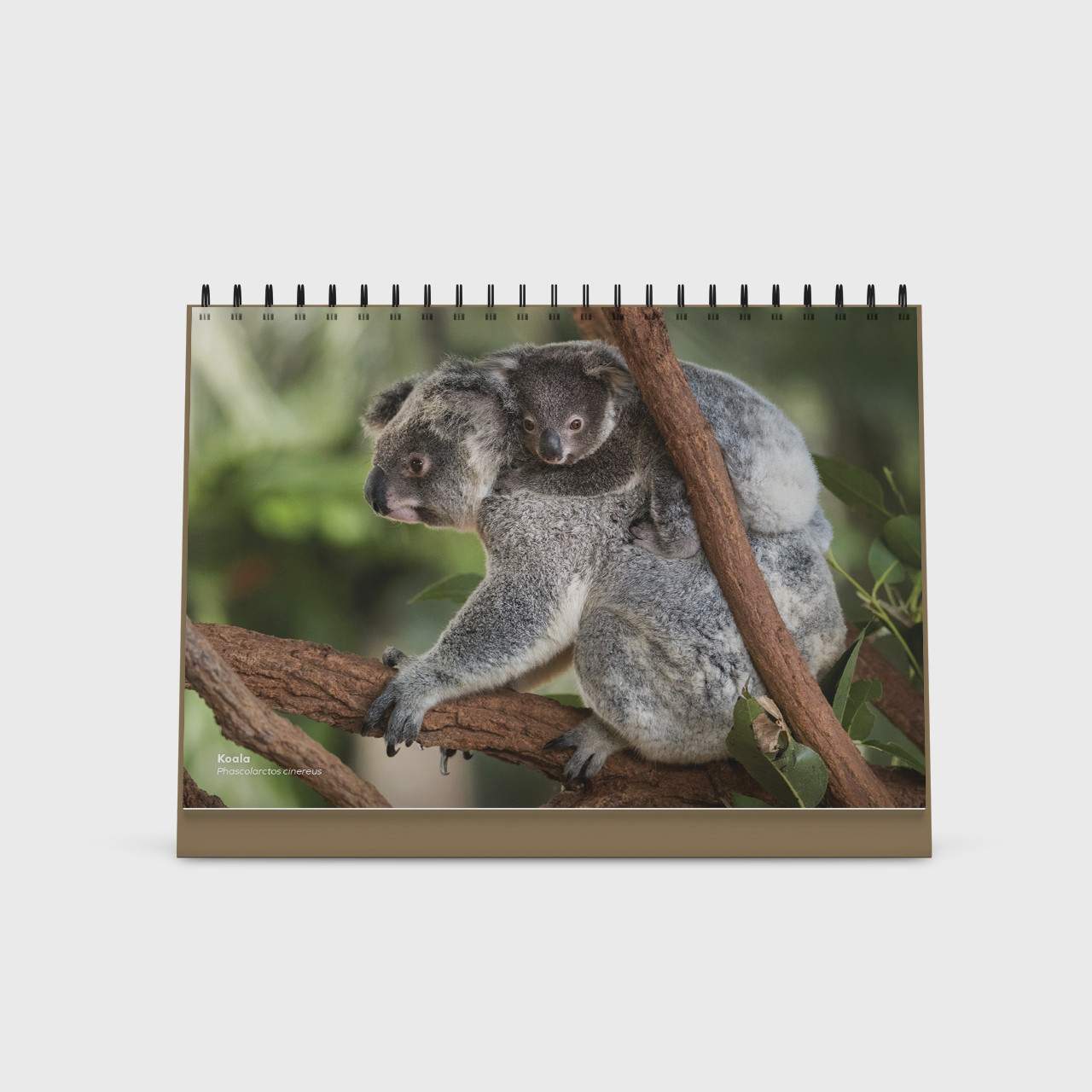 2025 Desktop Calendar Australia Zoo Animals Australia Zoo