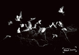 Robert Irwin Greeting Card Egrets