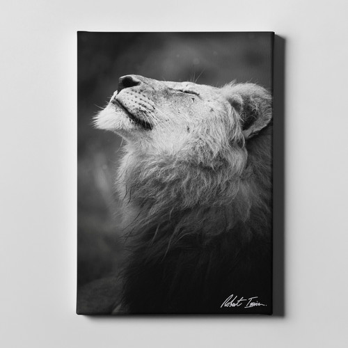 Robert Irwin Large Canvas - Happy Lion