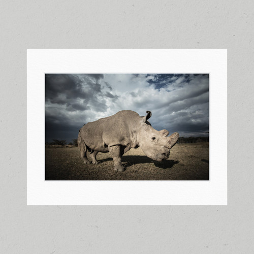 Matte Print 08C - Africa Sudan the Northern White Rhino