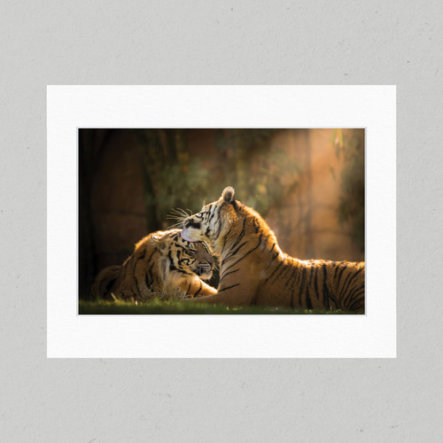 Matte Print 27D - Australia Zoo Sumatran Tigers